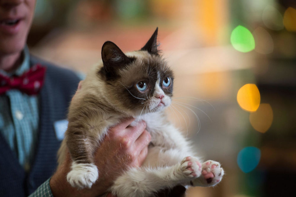 A scene from the movie 'Grumpy Cat's Worst Christmas Ever' (Grumpy Cat (Voiced by Aubrey Plaza). [13JAN2015 BROADSHEET LIFE]